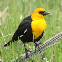 Yellow-headed Blackbird